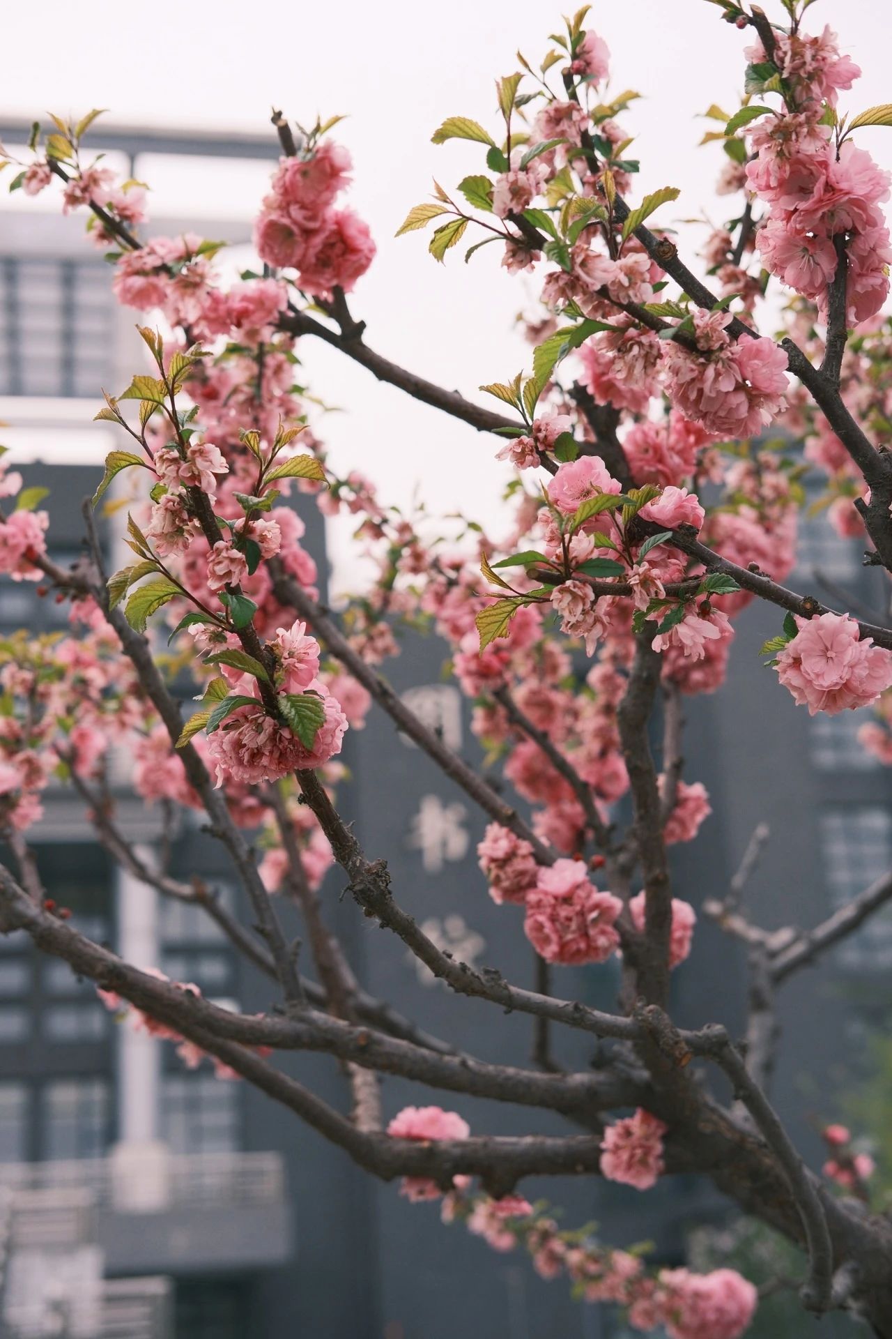 银娱优越会·GEG(中国)股份有限公司