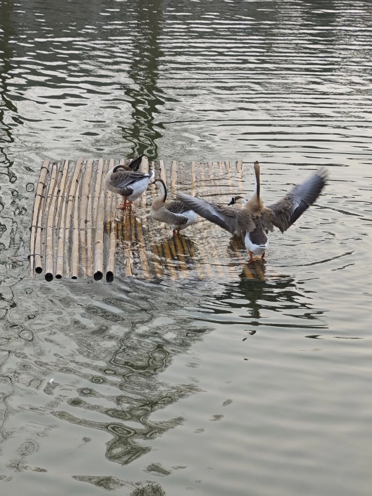 银娱优越会·GEG(中国)股份有限公司