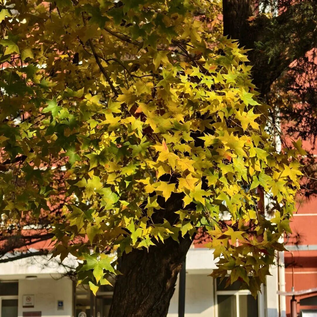 银娱优越会·GEG(中国)股份有限公司