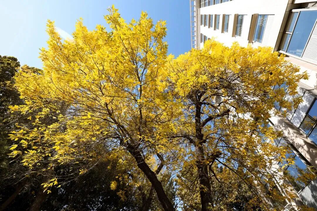 银娱优越会·GEG(中国)股份有限公司