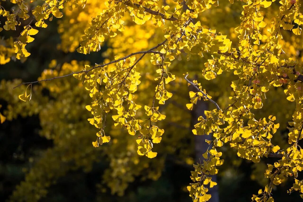 银娱优越会·GEG(中国)股份有限公司