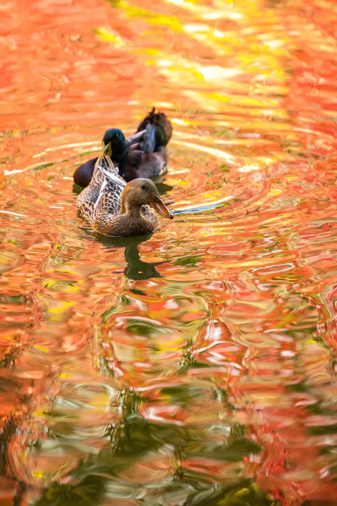 银娱优越会·GEG(中国)股份有限公司