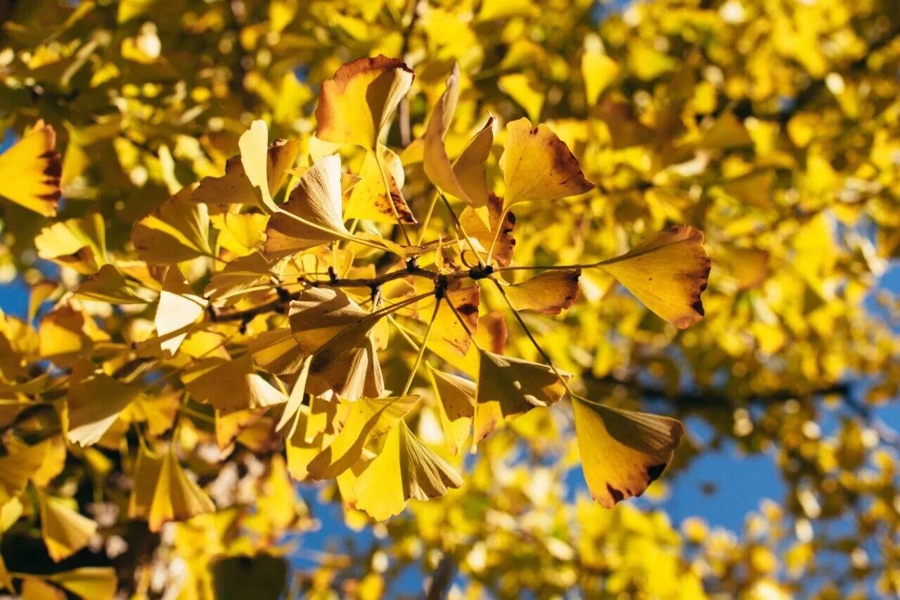 银娱优越会·GEG(中国)股份有限公司