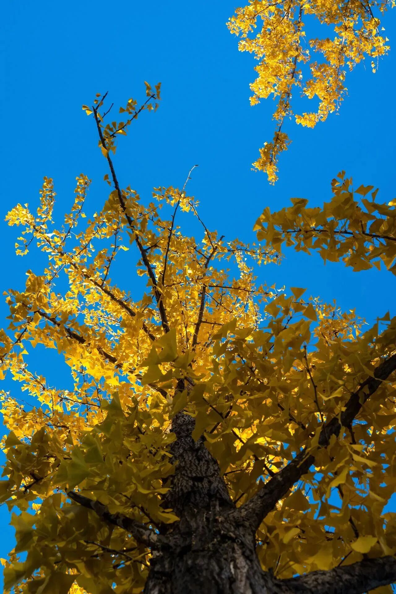 银娱优越会·GEG(中国)股份有限公司