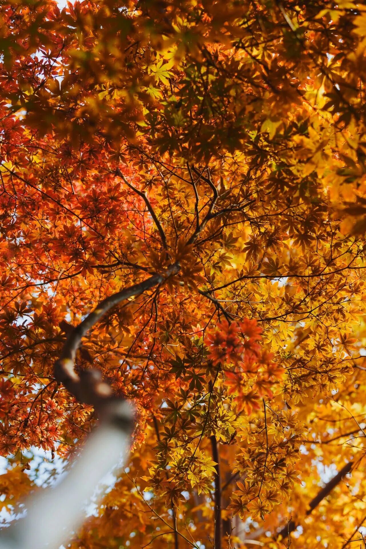 银娱优越会·GEG(中国)股份有限公司